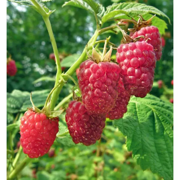 Rubus idaeus 'Tulameen' 30-40 RP2L