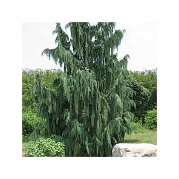 Chamaecyparis nootk. 'Pendula' 80-100 C10L