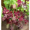 Akebia quinata 40/+ RP2L