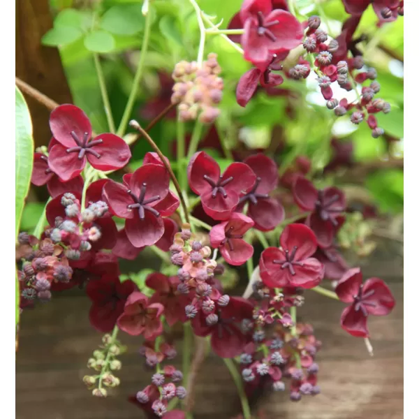 Akebia quinata 40/+ RP2L