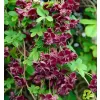Akebia quinata 40/+ RP2L