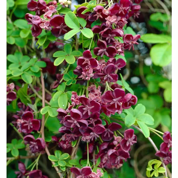 Akebia quinata 40/+ RP2L