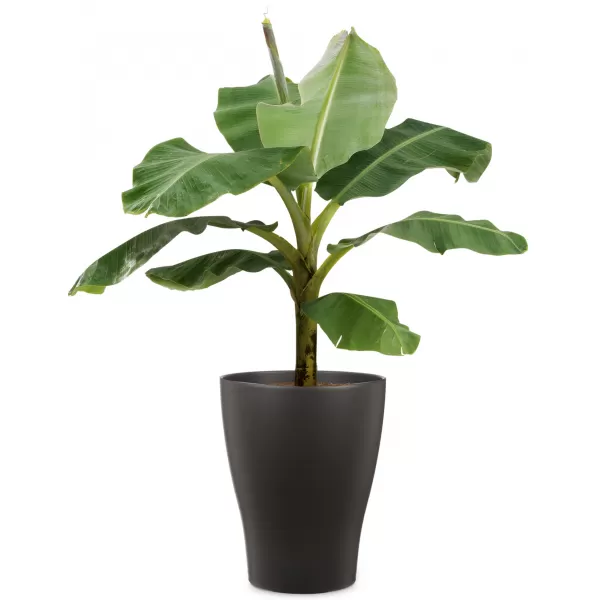Obal orchidejový 608 Anthrazit mat 13cm/v.17cm