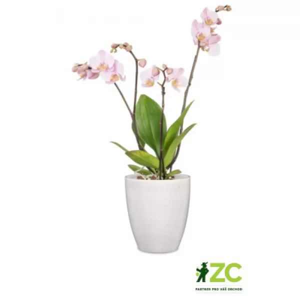 Obal orchidejový 620 Perla lesk 13cm/v.15cm
