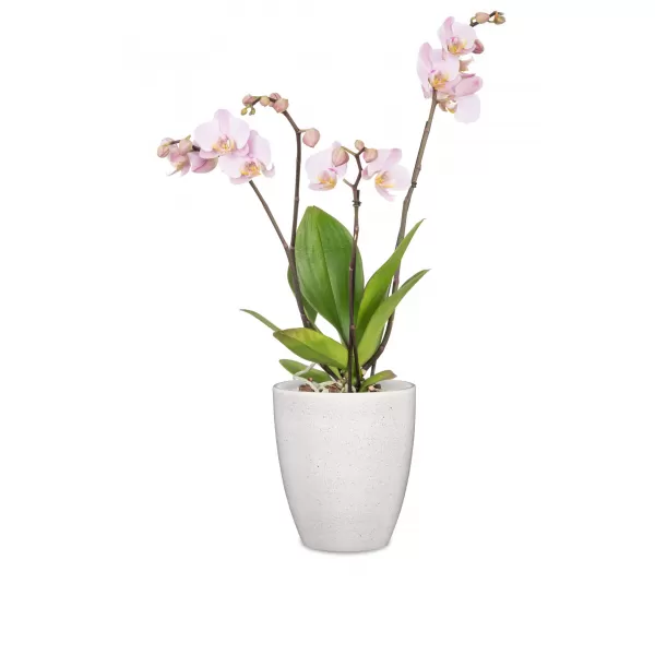 Obal orchidejový 620 Perla lesk 13cm/v.15cm