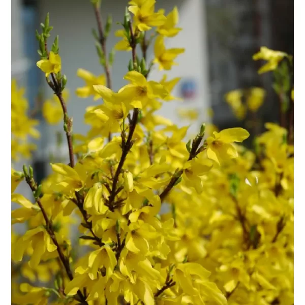 Forsythia interm. 'Goldzauber' 20-30 C1L