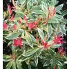 Pieris japonica 'Flaming Silver' 20-30 VKR3L