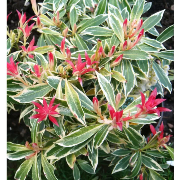 Pieris japonica 'Flaming Silver' 20-30 VKR3L