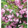 Weigela 'Bouquet Rose' 20-30 VKR2L