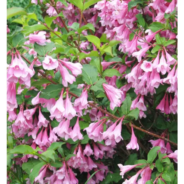 Weigela 'Bouquet Rose' 20-30 VKR2L