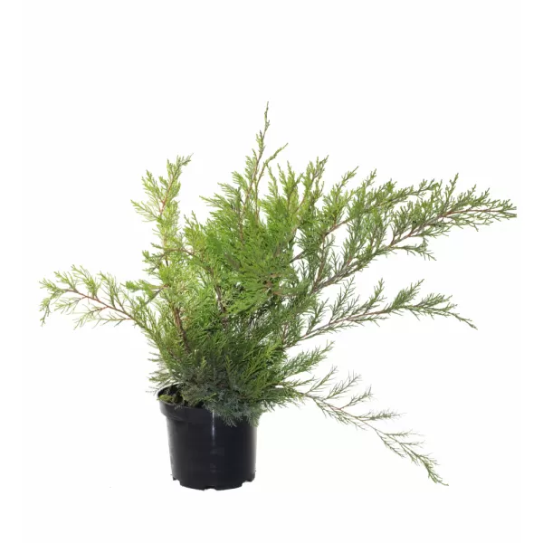 Juniperus media 'Mint Julep' 30-40 C2L