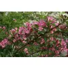 Weigela 'Bouquet Rose' 20-30 VKR2L