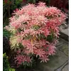 Pieris japonica 'Flaming Silver' 20-30 VKR3L