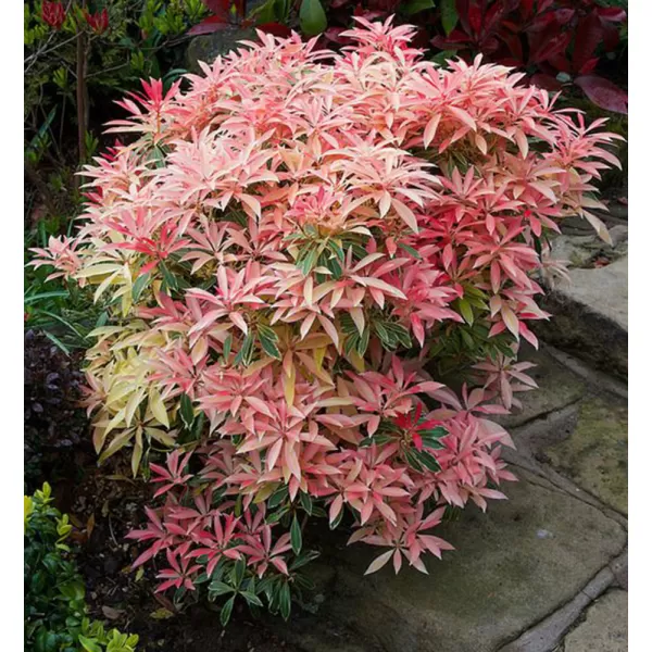 Pieris japonica 'Flaming Silver' 20-30 VKR3L