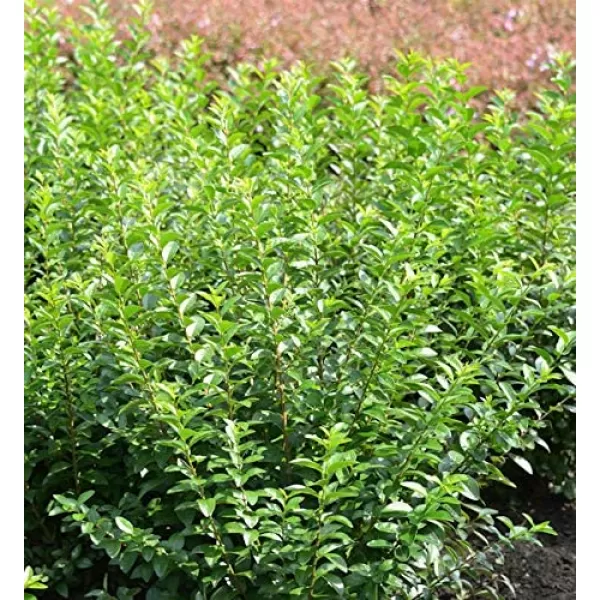 Ligustrum oval. 'Green Diamond' 20-30 C1,5L