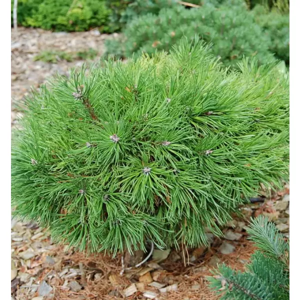 Pinus uncinata Grune Welle 20-30 C2L