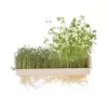 Miska UH na klíčení+víko 21x13,5 cm