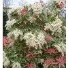 Pieris japonica 'Flaming Silver' 20-30 VKR3L