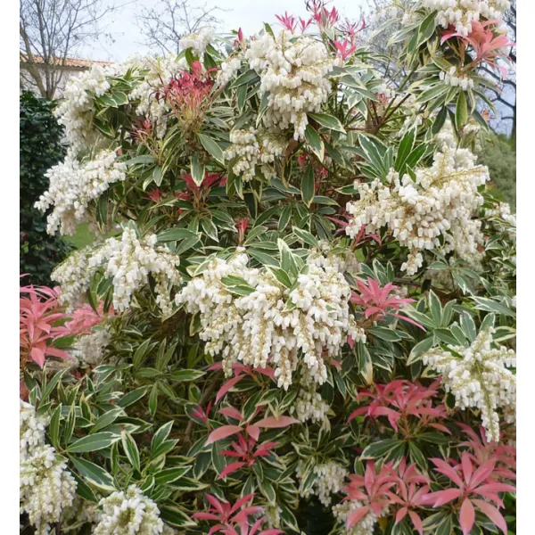 Pieris japonica 'Flaming Silver' 20-30 VKR3L