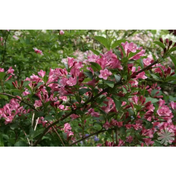 Weigela 'Bouquet Rose' 30-40 C2L