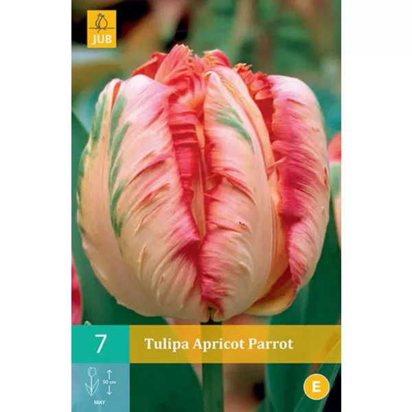 Karta - Tulipán - Apricot Parrot (7 cibulí) "C"