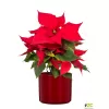 Obal 631 Intense Red lesk 14