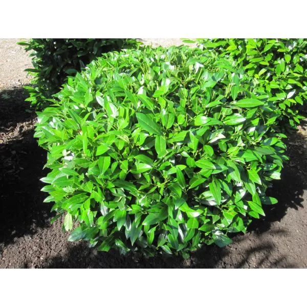 Prunus laurocerasus 'Herbergii' 30-40 cm VKR2L