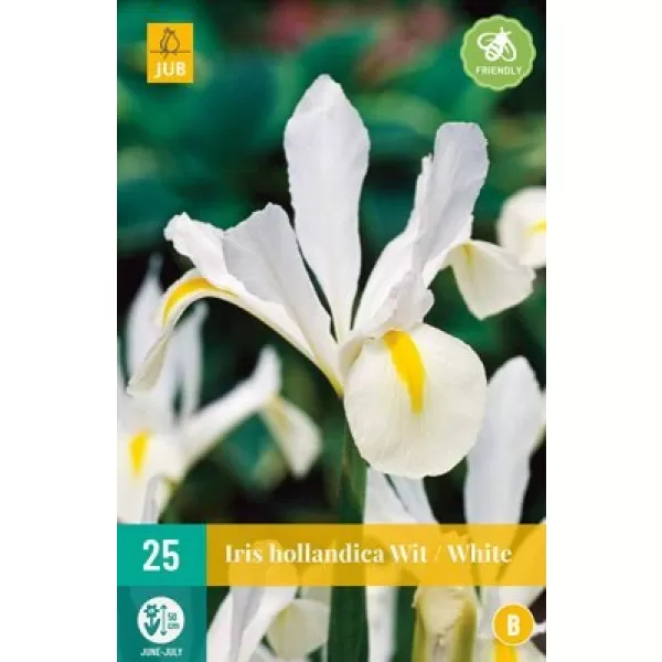 Karta - Kosatec - Iris Hollandica White (25 cibulí) "B"
