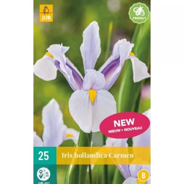 Kosatec - Iris Hollandica Carmen (25 cibulí) "B"