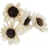 Dekorace - Sola Folded Star Daisy 6 cm - 50 ks