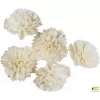 Dekorace - Sola Goldstar 4 cm - 50 ks