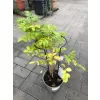 Podpěra rostlin kovová flexi 70cm tl.0,4cm