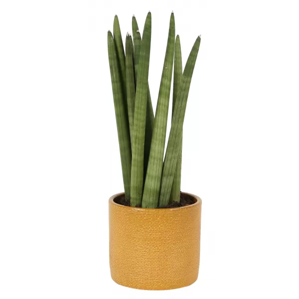 Obal 416 Curry Lasur lesk 17cm