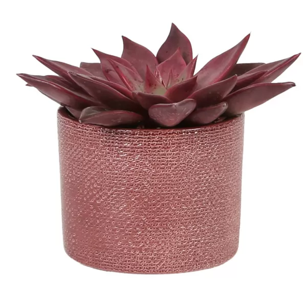 Obal 416 Merlot Lasur lesk 17cm