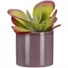Obal 828 Aubergine lesk 14