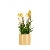 Obal 828 Zabaione lesk 19
