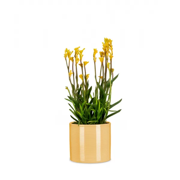 Obal 828 Zabaione lesk 19