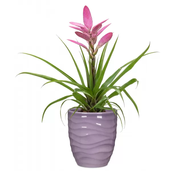 Obal orchidejový 689 Glass Lilac lesk 13cm/v. 15cm
