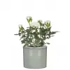 Obal 828 Sage Green lesk 14