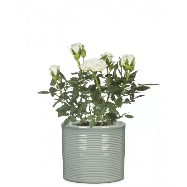 Obal 828 Sage Green lesk 14