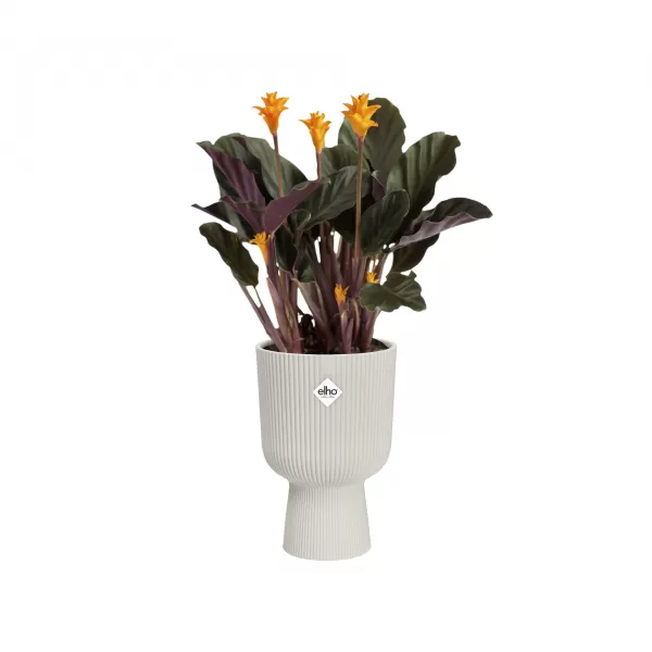 Obal Vibes Fold Coupe - silky white 14cm