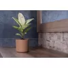 Obal Lora-mocha mousse 14cm
