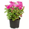 Chrysanthema K12