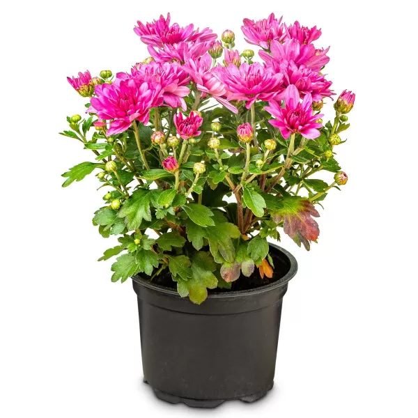 Chrysanthema K12