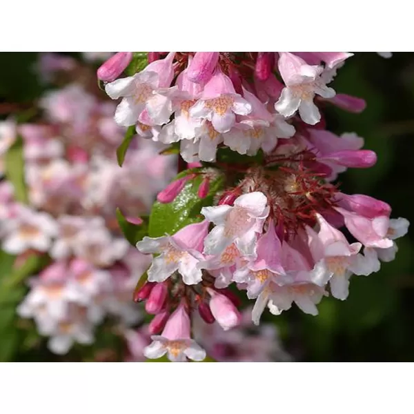 Kolkwitzia amabilis 'Pink Cloud' 30-40 C1,5L