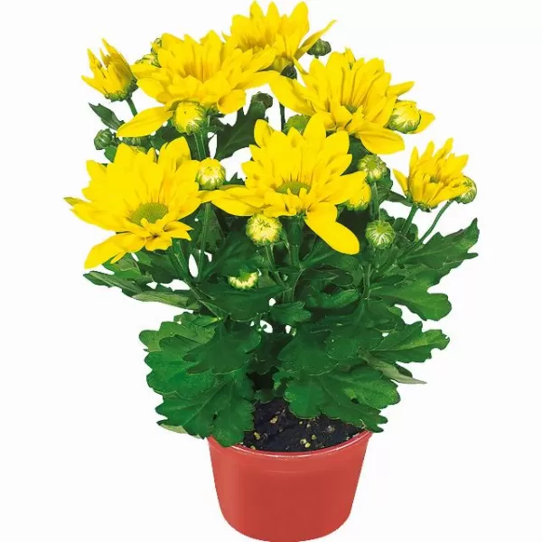 Chrysanthema K12