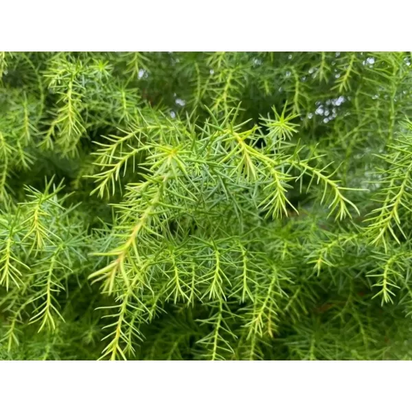 Cryptomeria japonica 'Elegans Viridis' 50-60 C5L