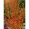 Cornus sanguinea Midwinter Fire 30-40 C3L