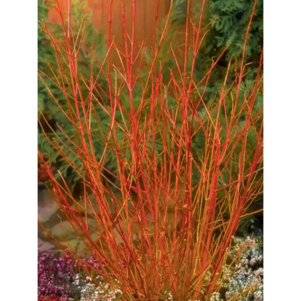 Cornus sanguinea Midwinter Fire 30-40 C3L