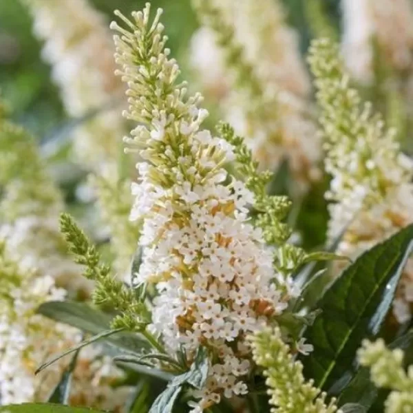 Buddleja d. 'Candy Little White®' 30-40 C4L